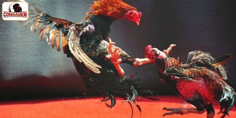 4 bước xem đá gà nhanh chóng tại CONGADEN