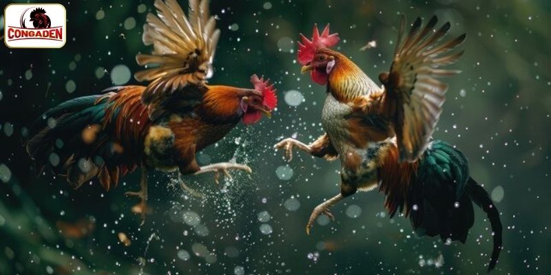 5 đấu trường được ưa thích tại CONGADEN