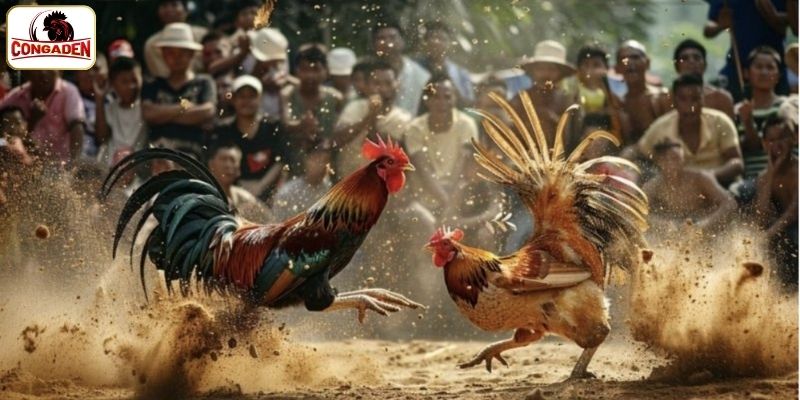 Bỏ túi những lưu ý quan trọng khi xem đá gà