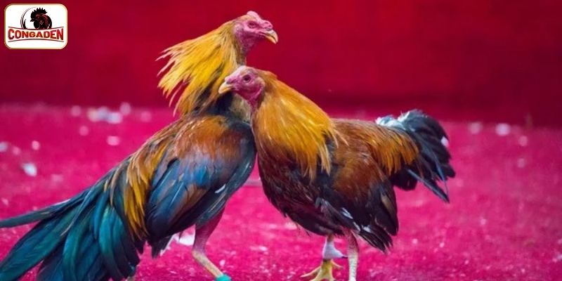Cách phân định thắng thua của trận đấu đá gà tại SV368