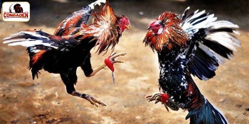 Cách tính tỷ lệ thắng cược trong đá gà Thomo