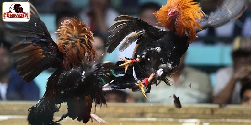 Chia sẻ điểm siêu nổi bật tại đấu trường đá gà