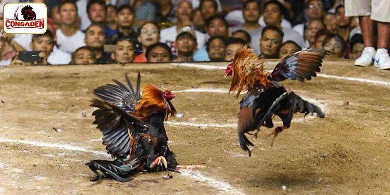 Chia sẻ mẹo chơi đá gà Campuchia từ chuyên gia