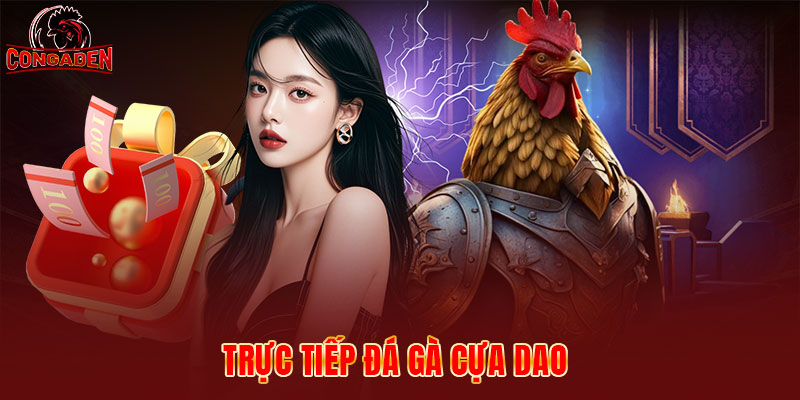 Đá gà cựa dao đang được yêu thích tại CONGADEN