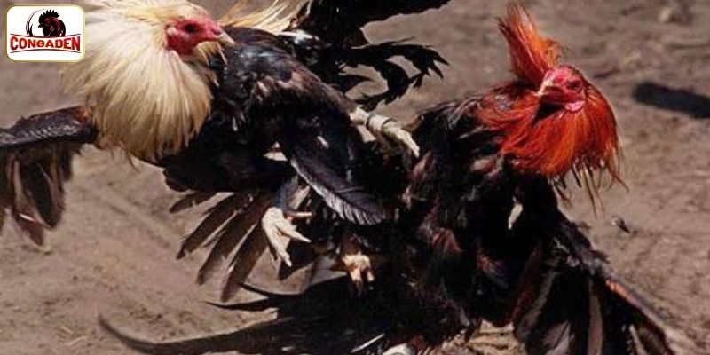 CONGADEN nơi kết nối đam mê chọi gà Savan