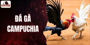đá gà Campuchia