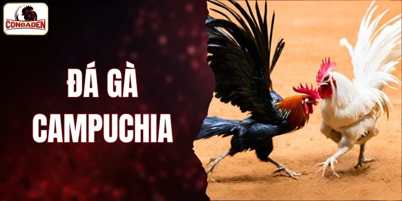 đá gà Campuchia