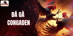 đá gà CONGADEN