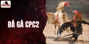 đá gà CPC2