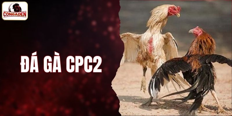 đá gà CPC2