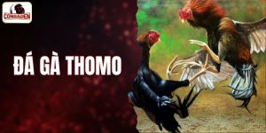 đá gà Thomo