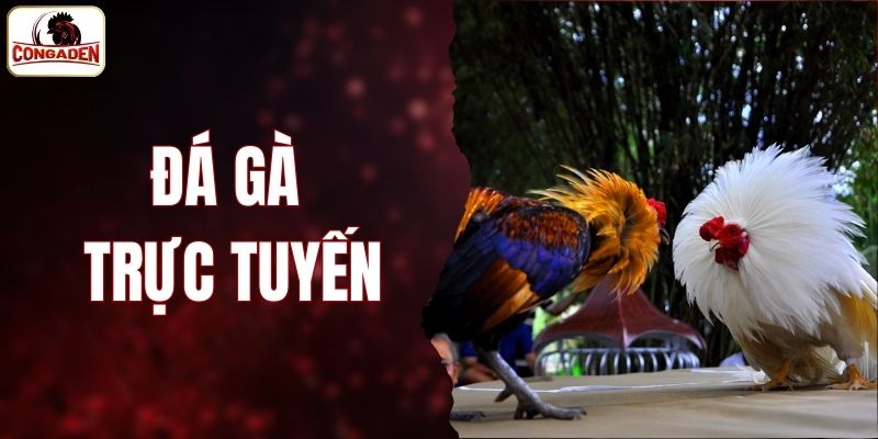 Đá gà trực tuyến