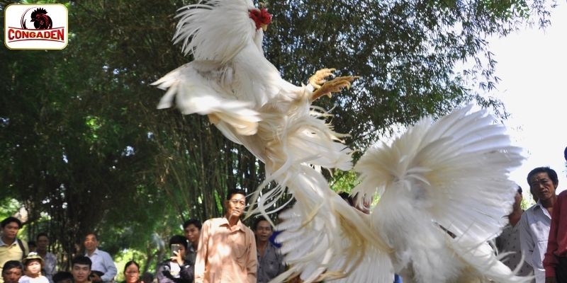 Được theo dõi hàng trăm trận đấu vô cùng hấp dẫn