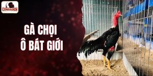 gà chọi ô bát giới