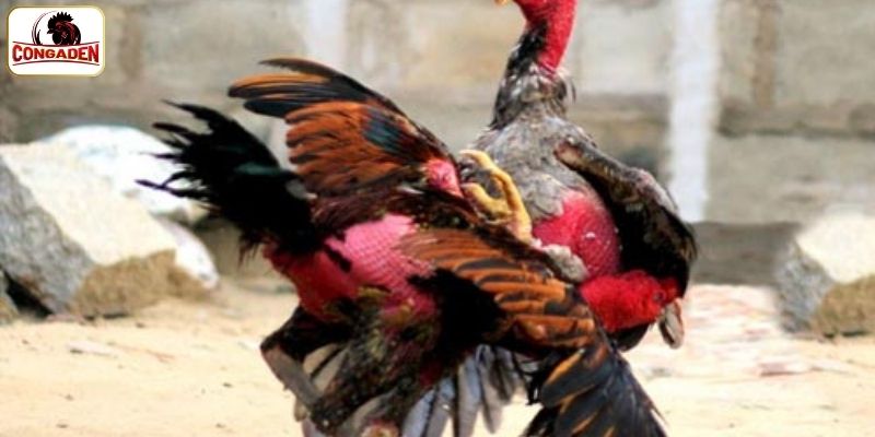Gà chọi ô bát giới được bắt nguồn từ đâu?