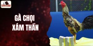 gà chọi xám thần
