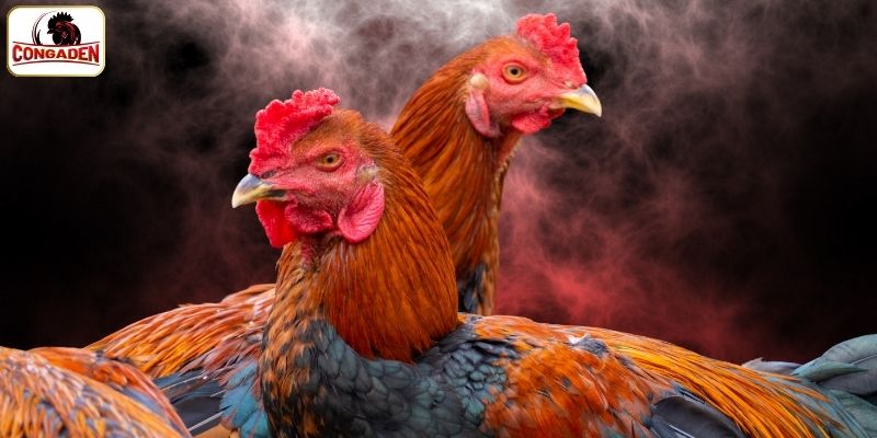 Giới thiệu CONGADEN uy tín