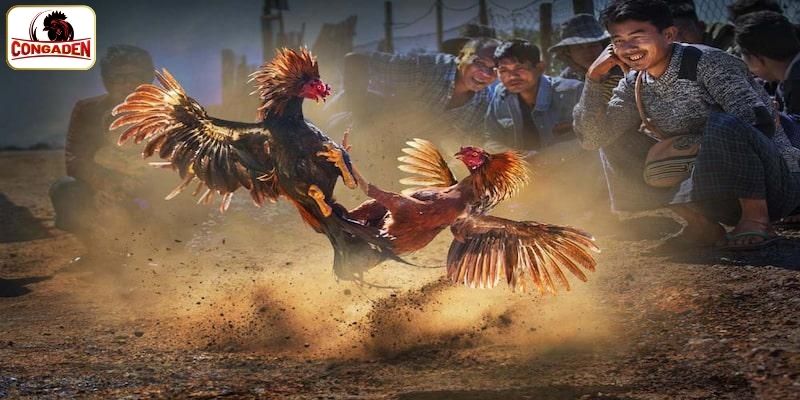 Giới thiệu về đá gà CPC2 tại CONGADEN
