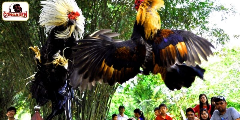 Khái quát về trang xem đá gà trực tuyến CONGADEN