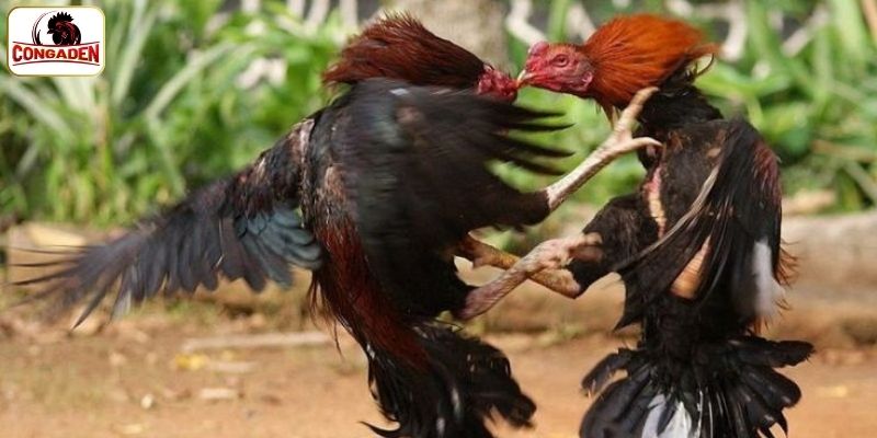 Khám phá các quy định khi chơi đá gà Campuchia