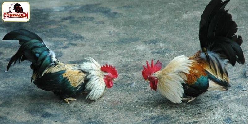Khám phá sân chơi đá gà Thomo huyền thoại