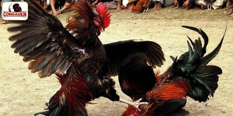 Khám phá sơ lược sảnh đá gà Campuchia