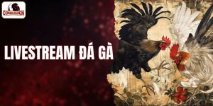 livestream đá gà