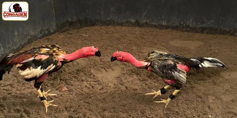Những điểm siêu nổi bật khiến CONGADEN được yêu thích