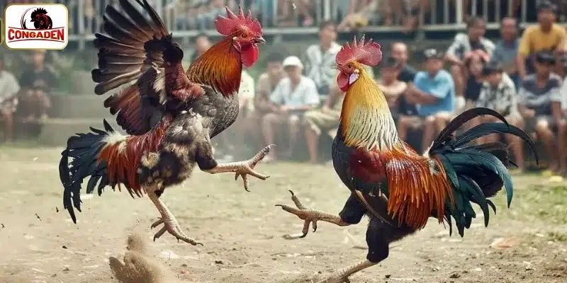Những quy định người chơi phải nắm rõ