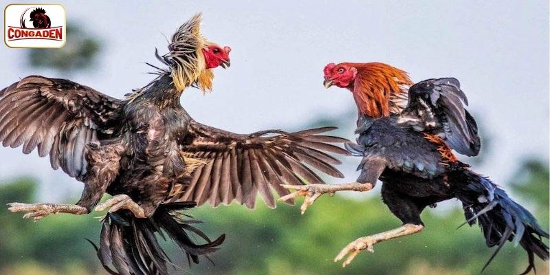 Những ưu điểm khiến CONGADEN được yêu thích