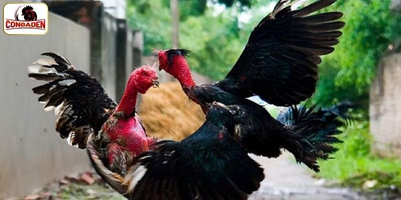 Ô bát giới được định giá bao nhiêu?