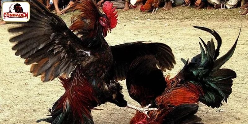 Rất nhiều loại hình phát sóng trực tiếp kịch tính