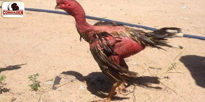 Số tiền mà gà chọi xám thần đã mang về cho chủ
