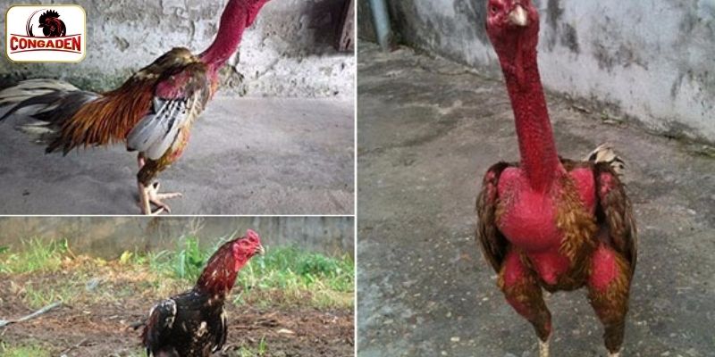 Thành tích thi đấu của chiến binh xám thần