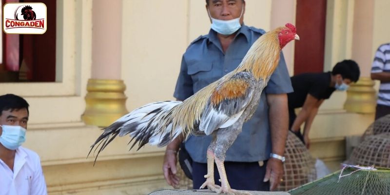 Thông tin chung về huyền thoại gà chọi xám thần