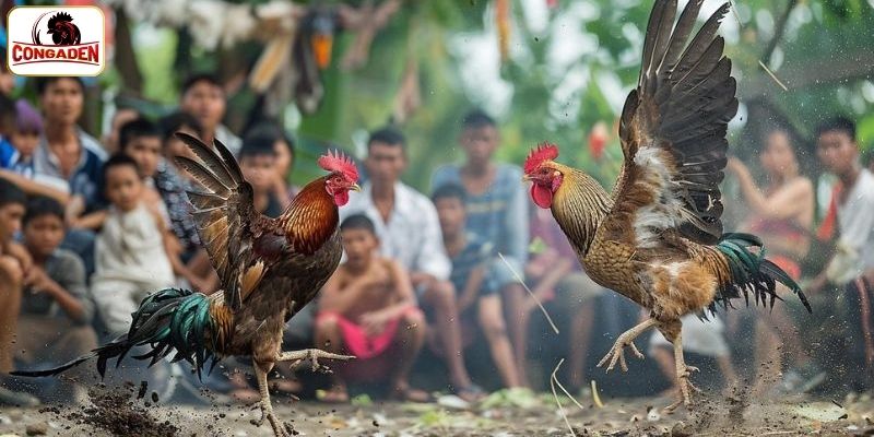 Thông tin về cổng livestream đá gà CONGADEN