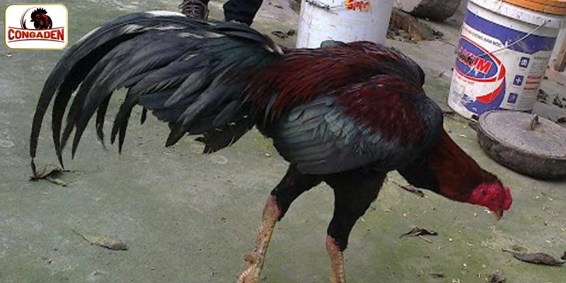 Thông tin về tiểu sử gà chọi ô bát giới