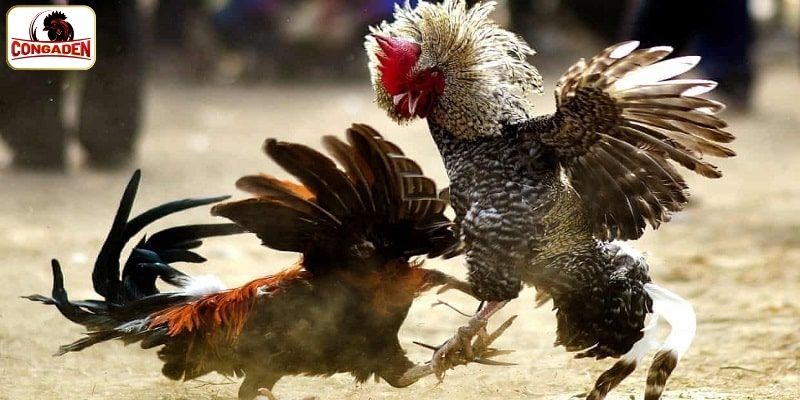 Tổng hợp loại hình đá gà trực tuyến hot nhất tại CONGADEN