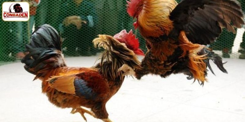 Trải nghiệm đá gà Campuchia với các hình thức độc đáo