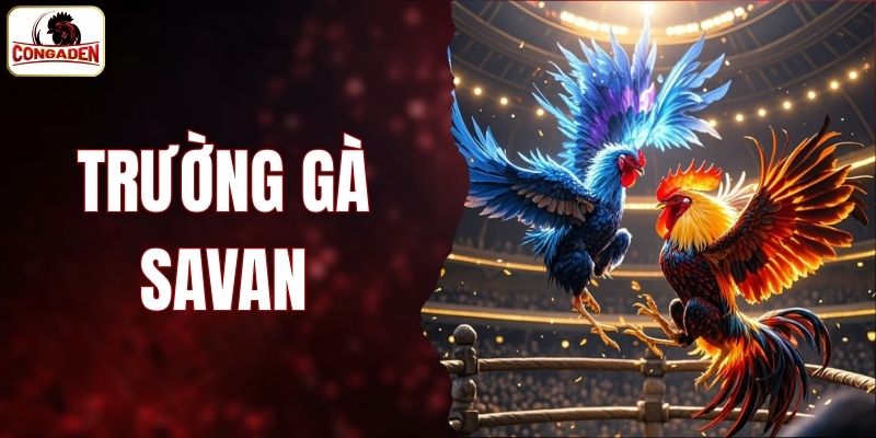 trường gà Savan