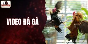 video đá gà